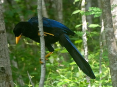 Cyanocorax beecheii