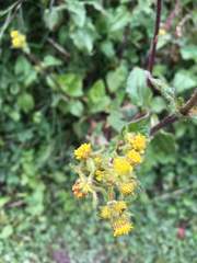 Sigesbeckia jorullensis