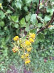 Sigesbeckia jorullensis