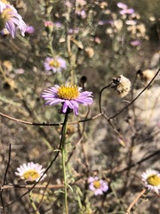 Erigeron blochmaniae