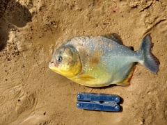 Pygocentrus nattereri