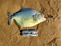 Serrasalmus maculatus