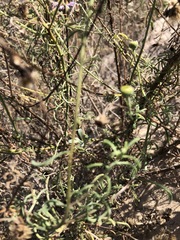 Erigeron blochmaniae