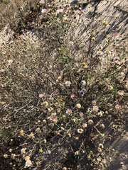 Erigeron blochmaniae