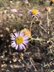 Erigeron blochmaniae