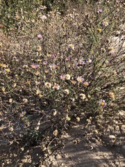 Erigeron blochmaniae