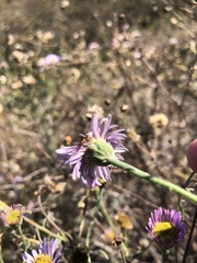 Erigeron blochmaniae