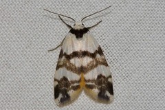 Thallarcha albicollis