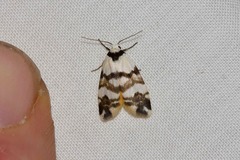 Thallarcha albicollis