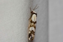 Thallarcha albicollis