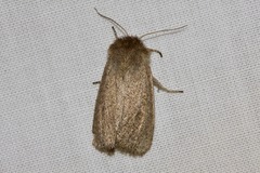 Bathytricha truncata