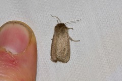 Bathytricha truncata