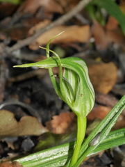 Pterostylis irwinii