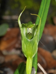 Pterostylis irwinii