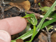 Pterostylis irwinii
