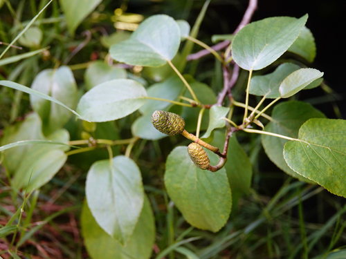 Italian alder