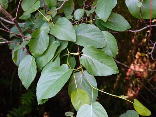 Italian alder