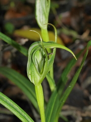 Pterostylis irwinii