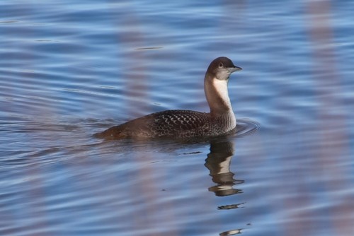 Pacific Loon