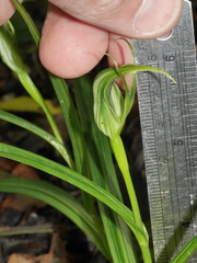 Pterostylis irwinii