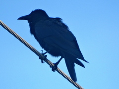 Corvus sinaloae