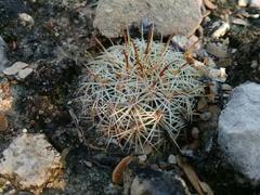 Coryphantha pallida