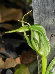 Pterostylis irwinii