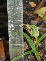 Pterostylis irwinii