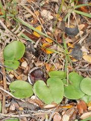 Corybas macranthus