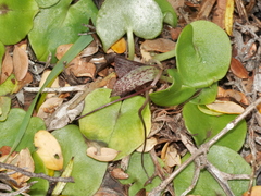 Corybas macranthus