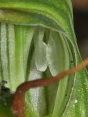 Pterostylis irwinii
