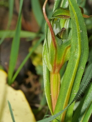 Pterostylis irwinii