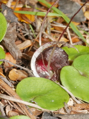 Corybas macranthus