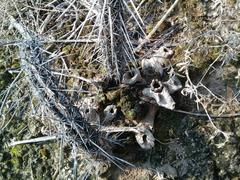 Lemaireocereus hollianus