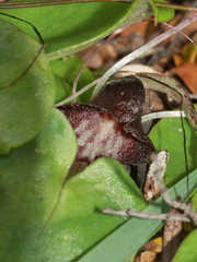 Corybas macranthus