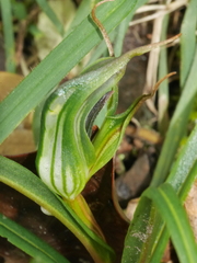 Pterostylis irwinii