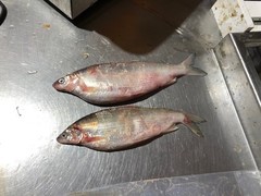 Coregonus clupeaformis
