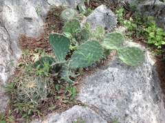 Opuntia pachyrrhiza