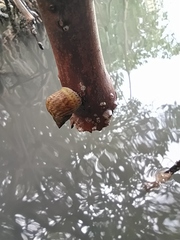 Littoraria variegata