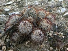 Mammillaria haageana meissneri