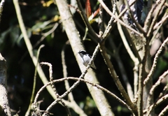 Ficedula westermanni