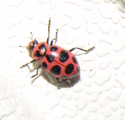 Spotted Pink Lady Beetle photographed in Arkansas