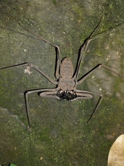Heterophrynus boterorum
