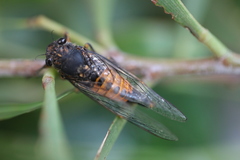 Yoyetta landsboroughi