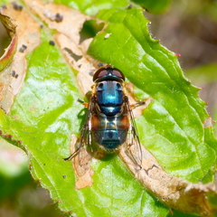 Austalis copiosa