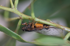 Yoyetta landsboroughi