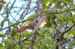 Cranioleuca subcristata