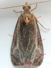 Olethreutes quadrifidum