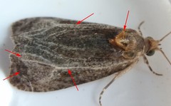 Olethreutes quadrifidum