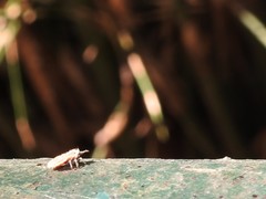 Drosicha